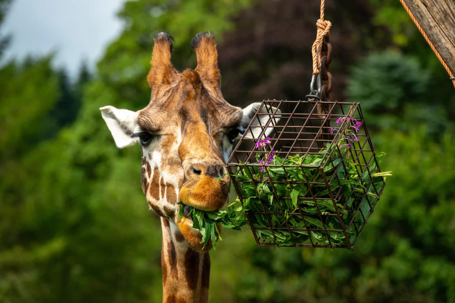 Blair Drummond Safari Park - Image 3