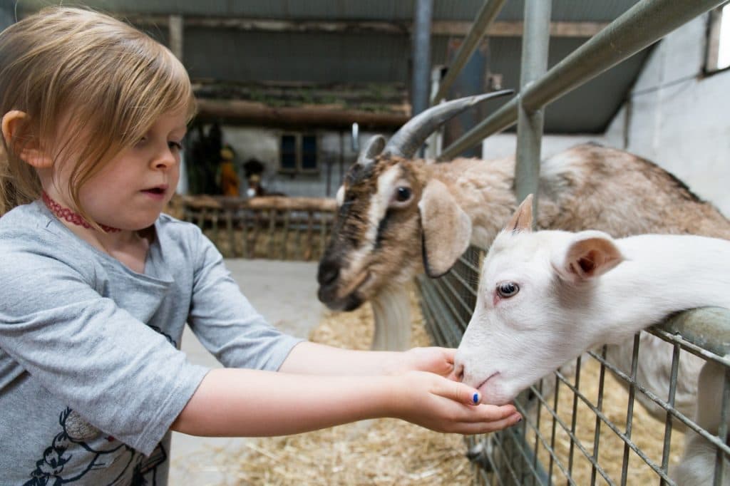 Leahy's Open Farm - Image 3