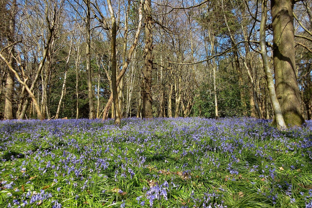 Chantry Wood - Image 1