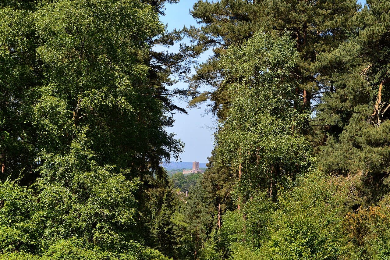 Chantry Wood - Image 2