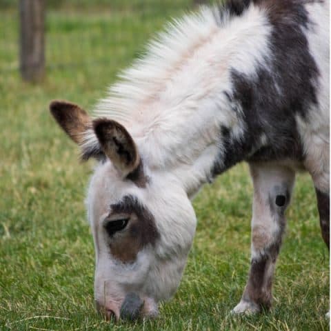 Small Breeds - Image 2