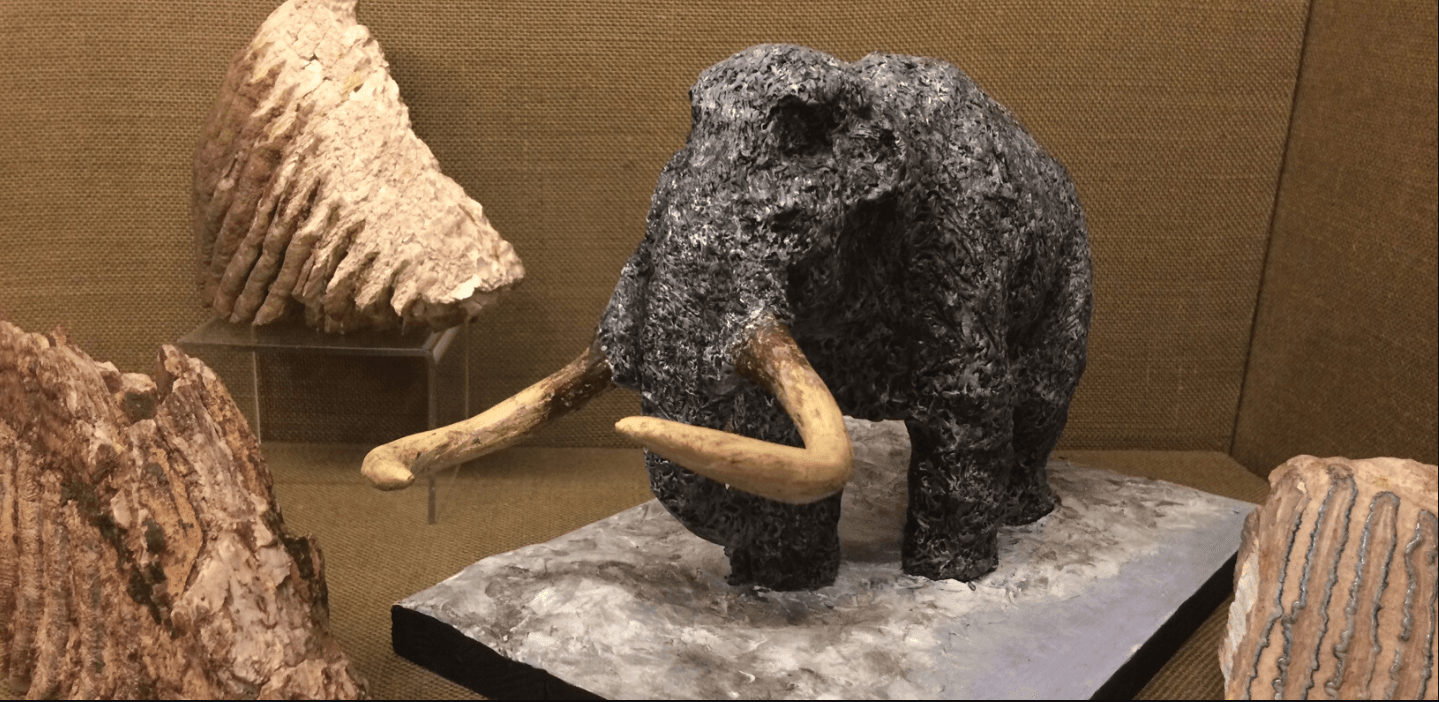 Kingston Museum - Image 3