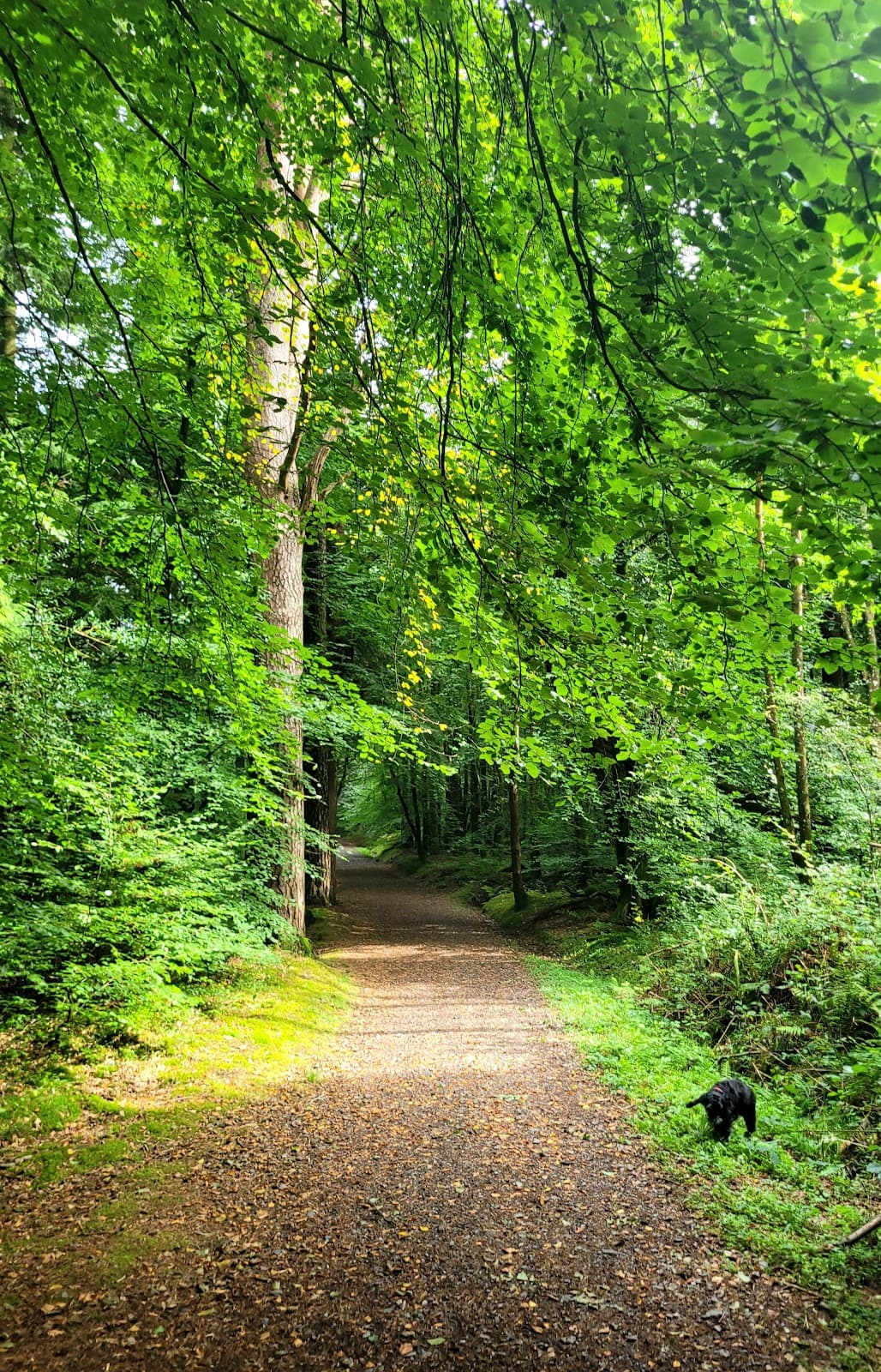 7stanes: Mabie Forest - Main view