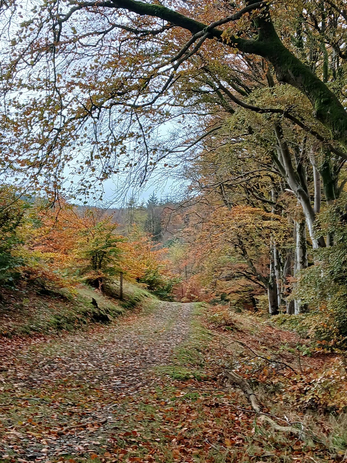 7stanes: Mabie Forest - Image 2