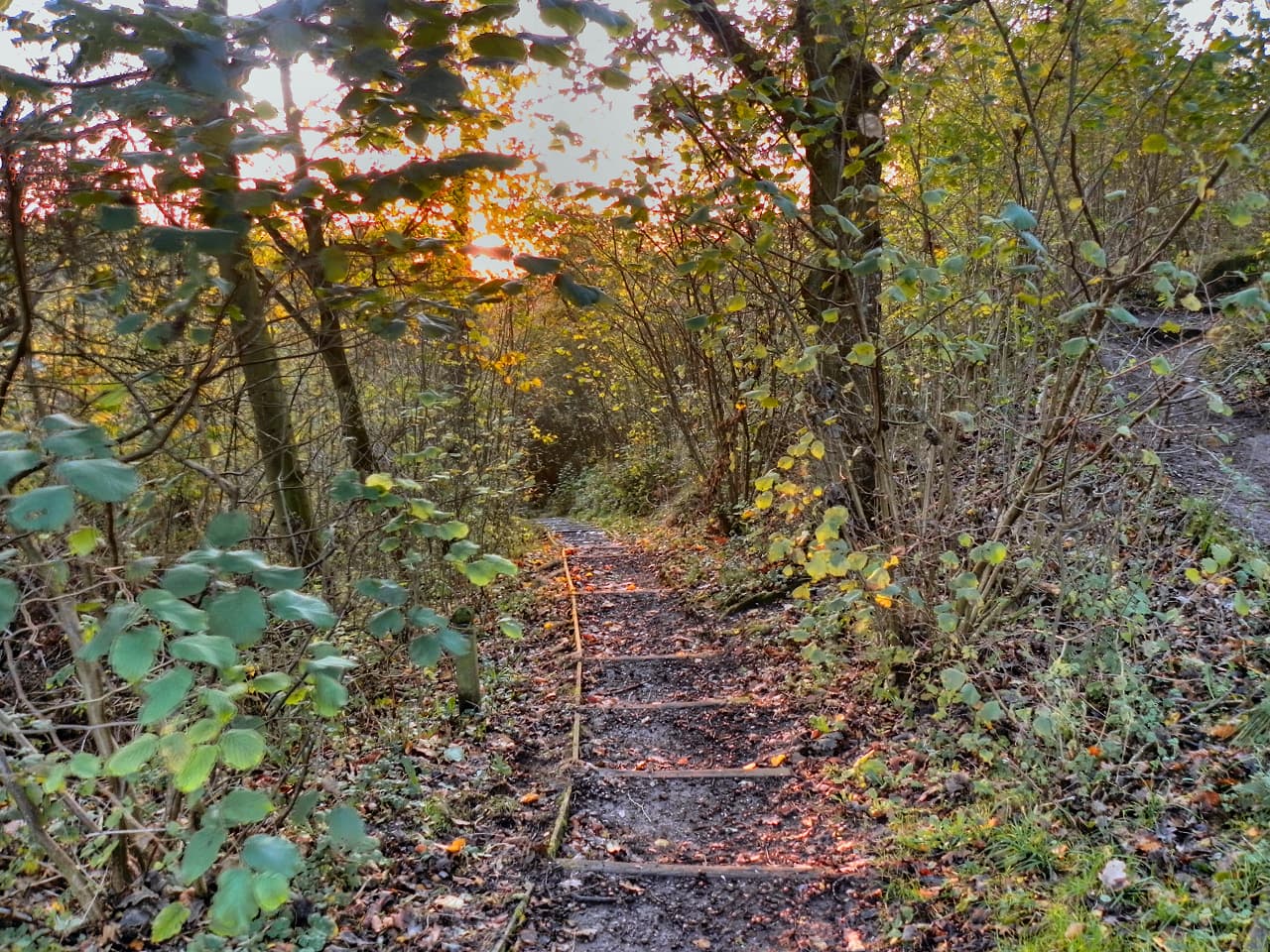 Poynton Coppice Local Nature Reserve - Main view