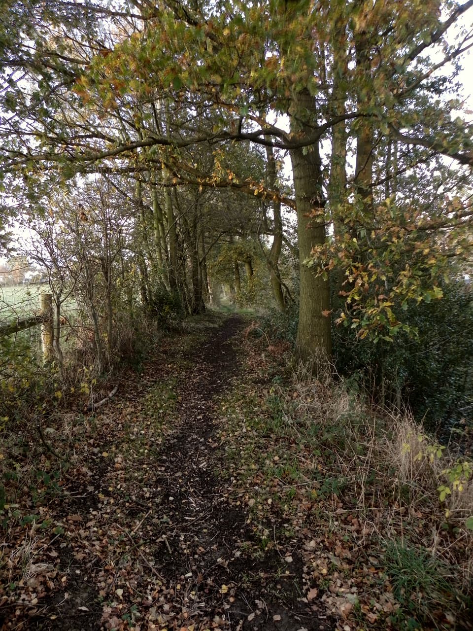 Poynton Coppice Local Nature Reserve - Image 3