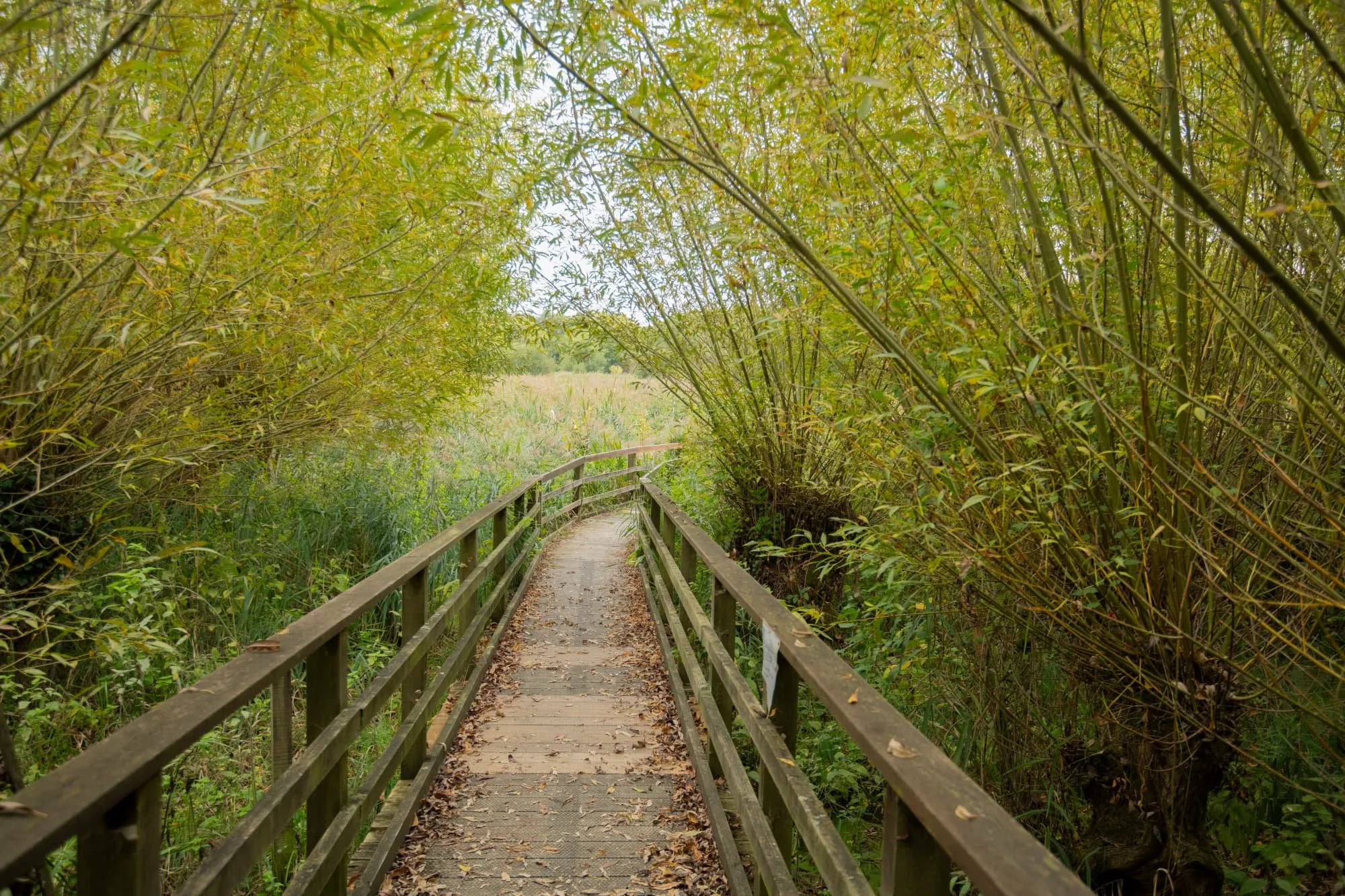 RSPB Rye Meads - Image 2