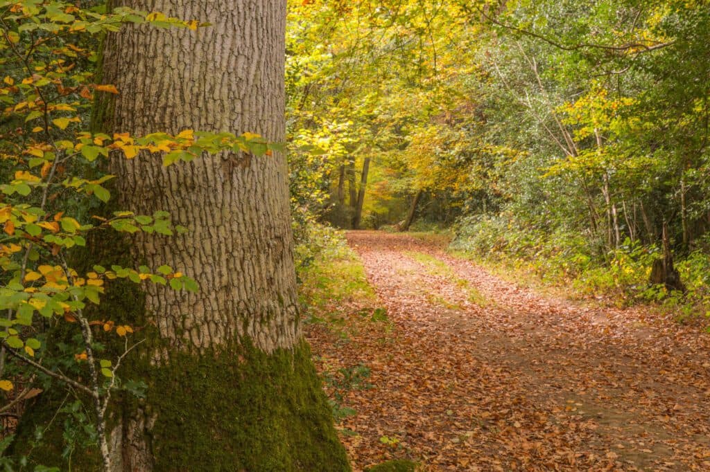 Ebernoe Common Nature Reserve, Sussex Wildlife trust - Main view