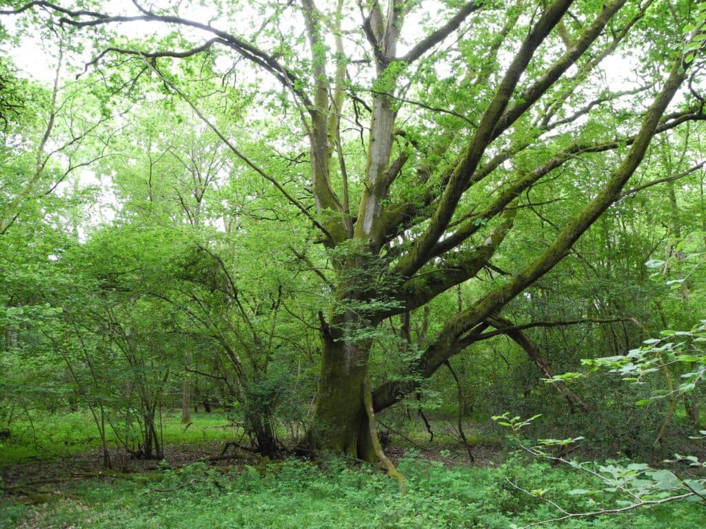 Ebernoe Common Nature Reserve, Sussex Wildlife trust - Image 2