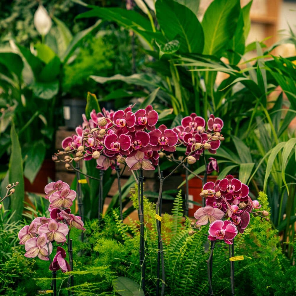 Yarnton Home & Garden - Image 2