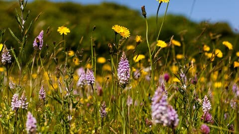 The Knapp and Papermill Nature Reserve - Image 3