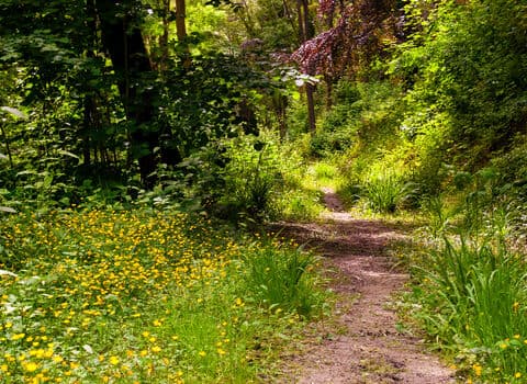 The Knapp and Papermill Nature Reserve - Image 4