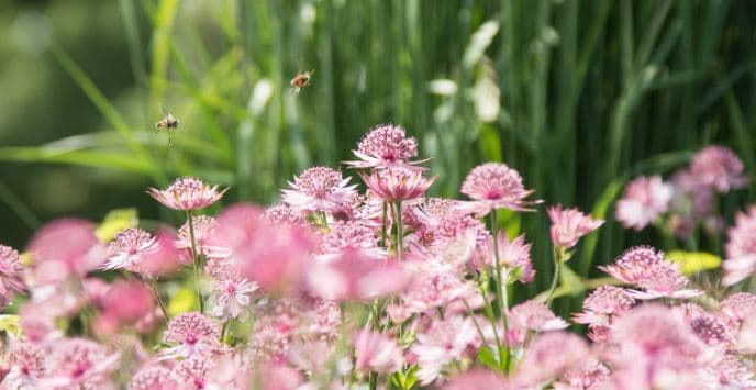 Ness Botanic Gardens - Image 2