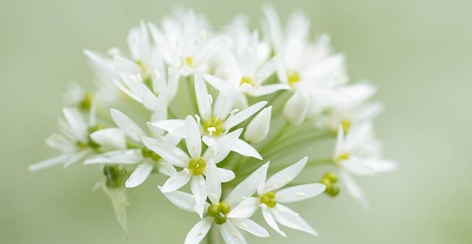 Ness Botanic Gardens - Image 3