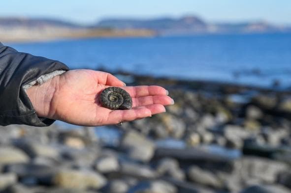 Lyme Regis Fossil Beach (Ammonite Pavement) - Image 4