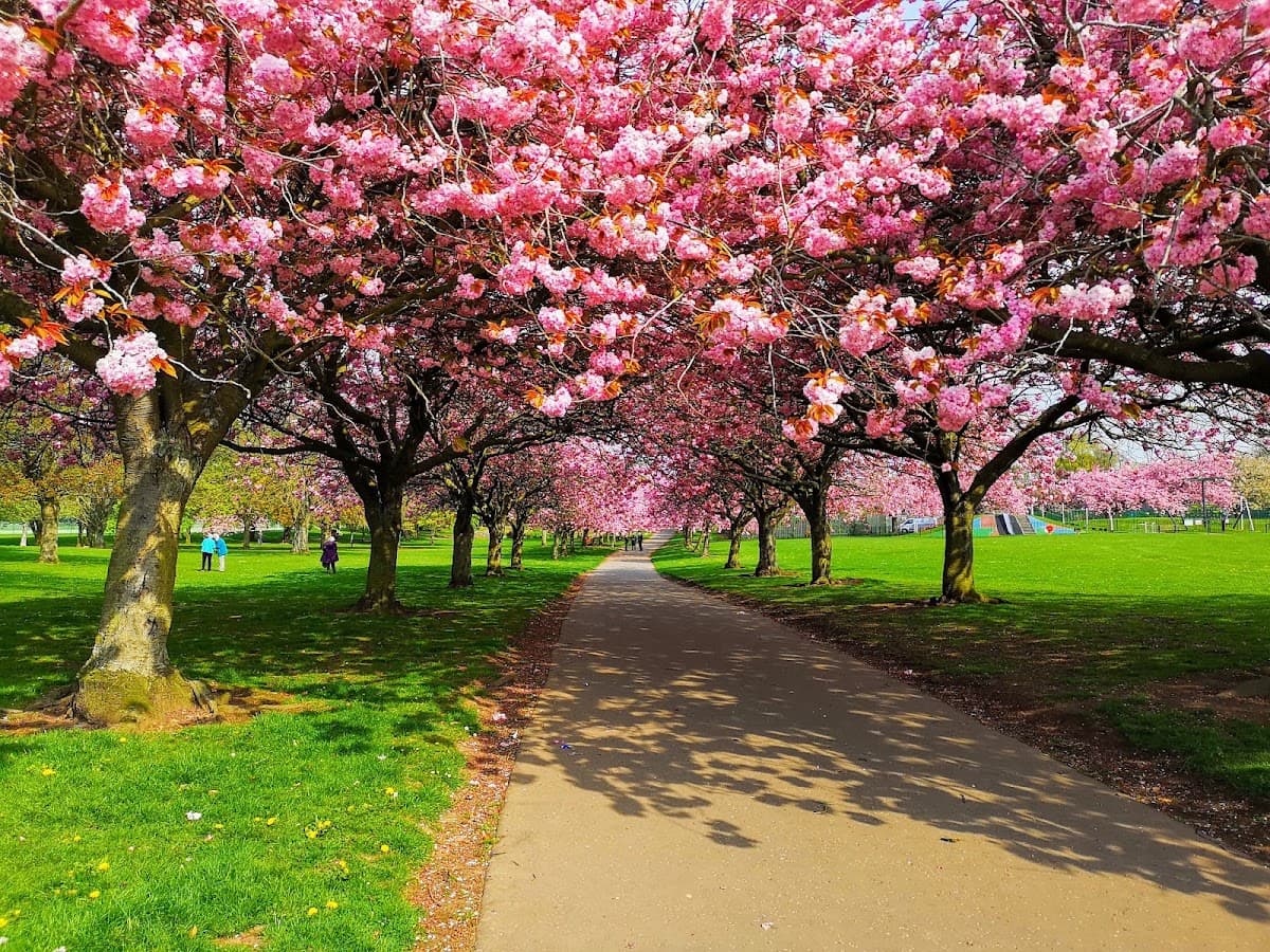 Dawson Park - Main view