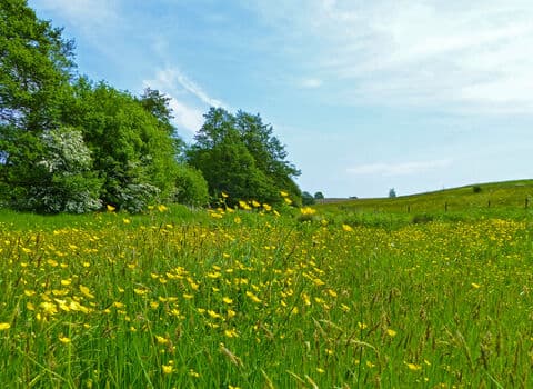 Snipe Dales - Image 2