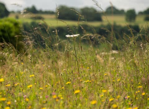 Crickley Hill Country Park - Image 3