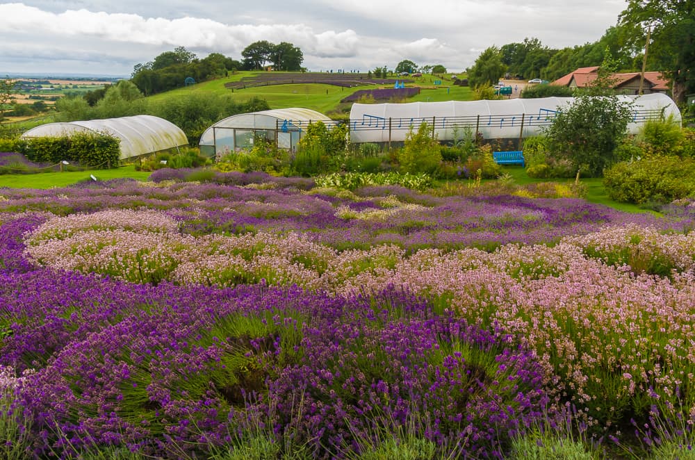 Yorkshire Lavender - Main view