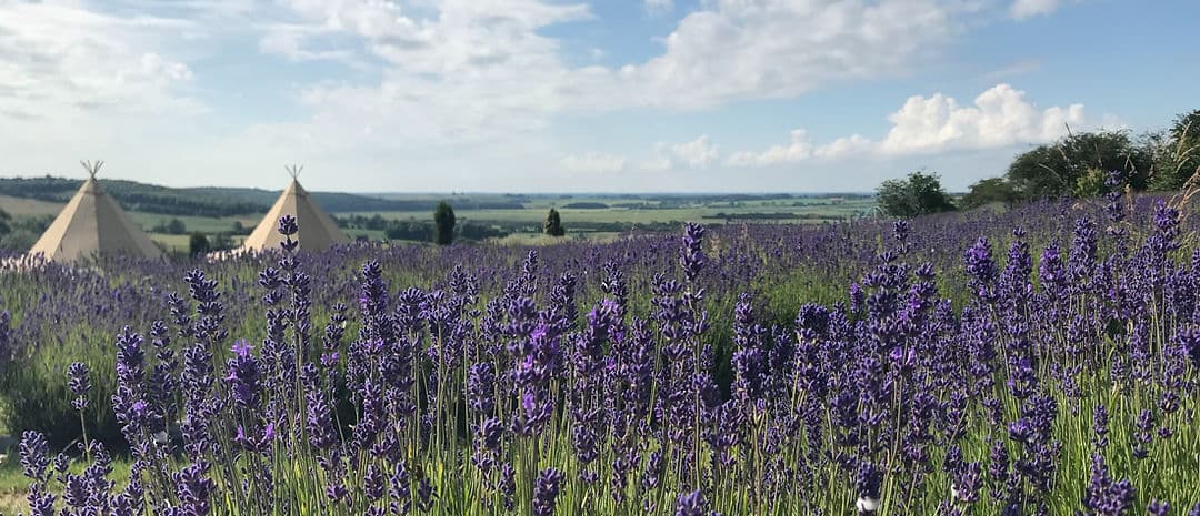 Yorkshire Lavender - Image 3