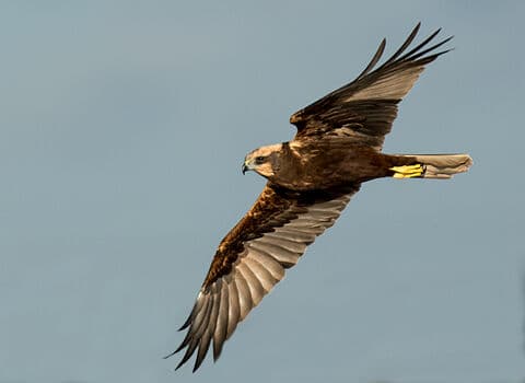 Tollesbury Wick - Image 2