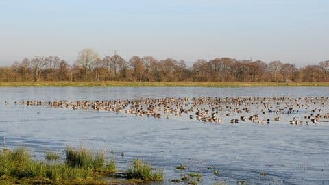 Catcott Complex Nature Reserve - Main view