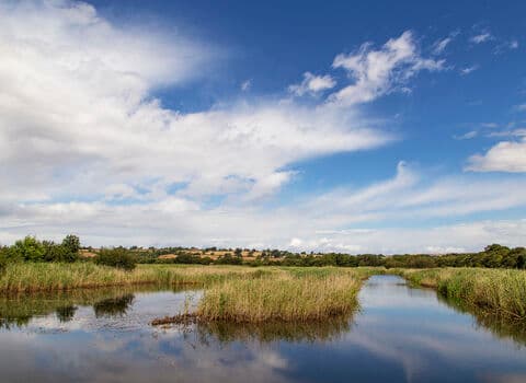 Catcott Complex Nature Reserve - Image 3