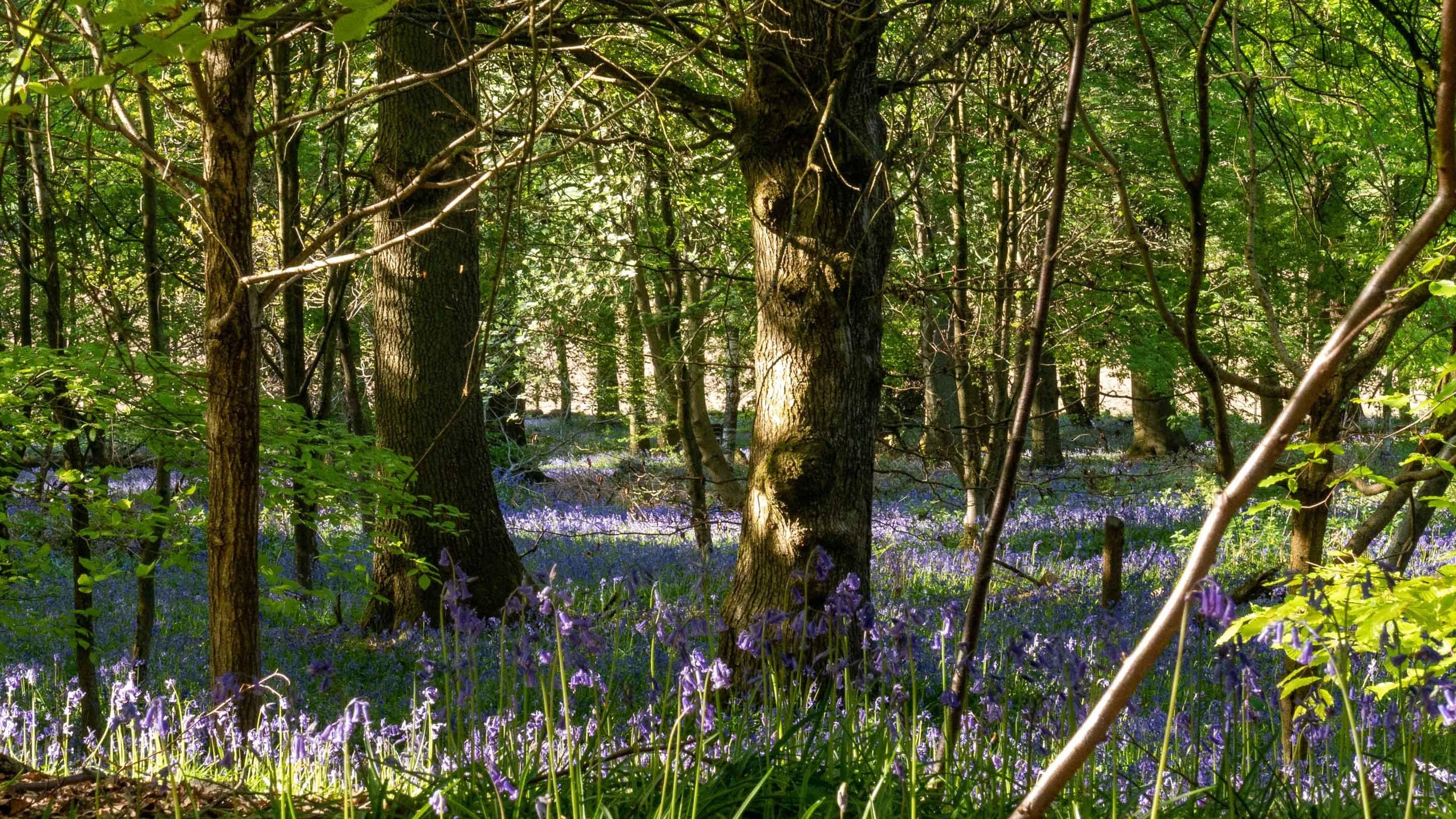 National Trust - Limpsfield Common - Image 2