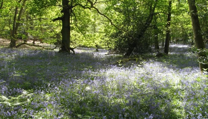 Ashford Warren & Hoads Wood - Kent Wildlife Trust - Main view