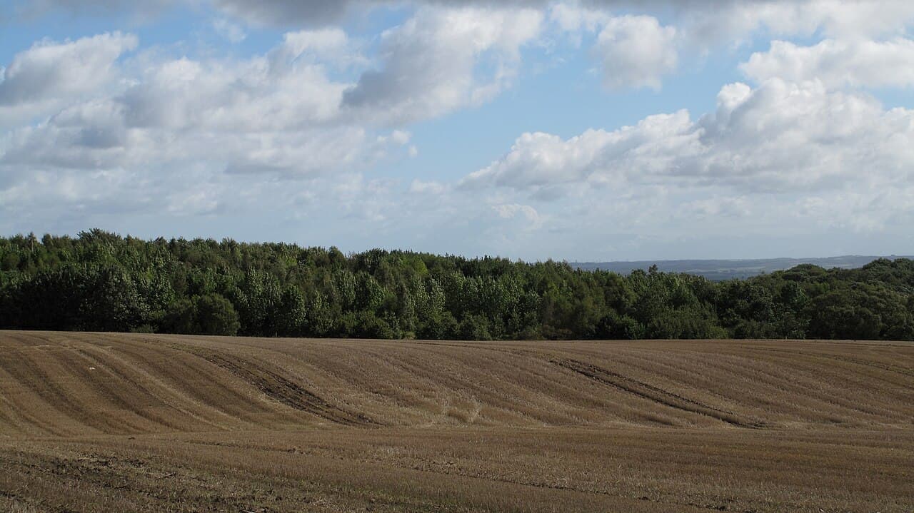 Hedley Hall Woods - Image 2
