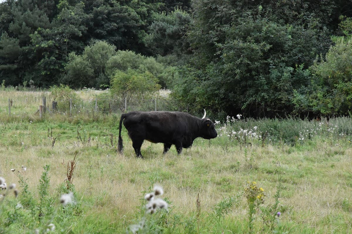 Riverside Nature Park - Image 4