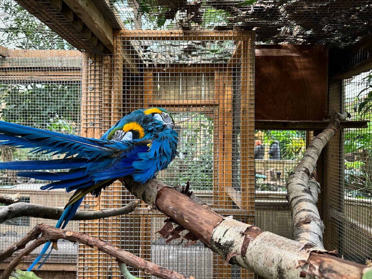 Amazonia - Main view