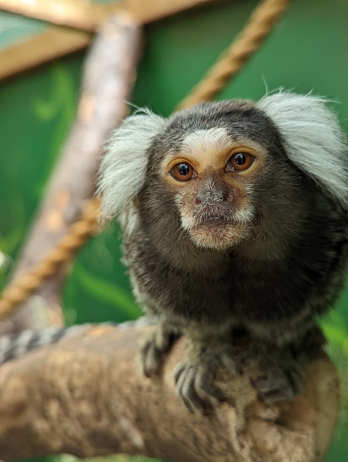 Amazonia - Image 2