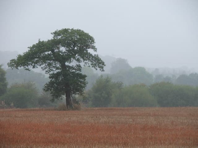 Haw Park Wood - Image 1