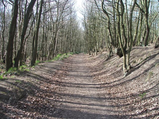 Haw Park Wood - Image 2