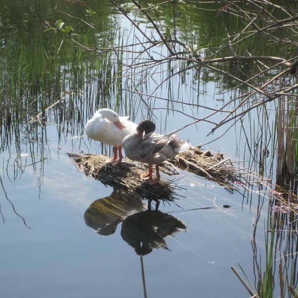 Milton Creek Country Park - Image 2