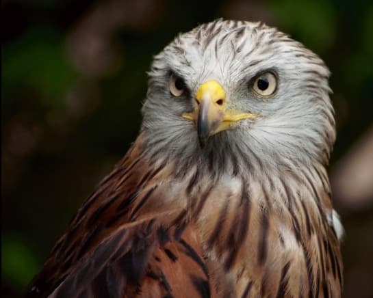 The Red Kite Feeding Station - Main view
