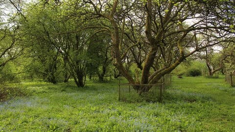Tewin Orchard Nature Reserve - Main view