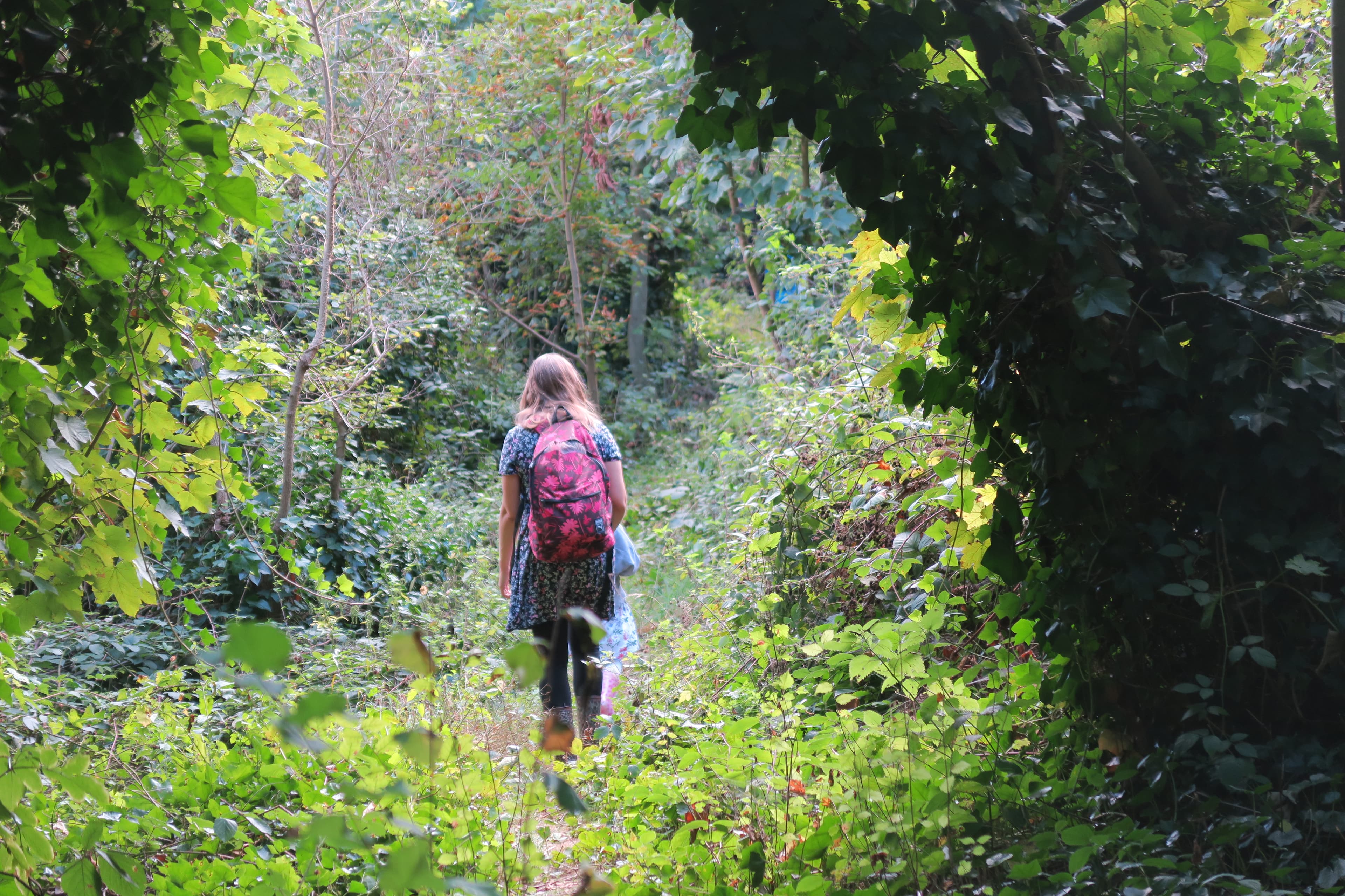 Sydenham Hill Wood - Main view