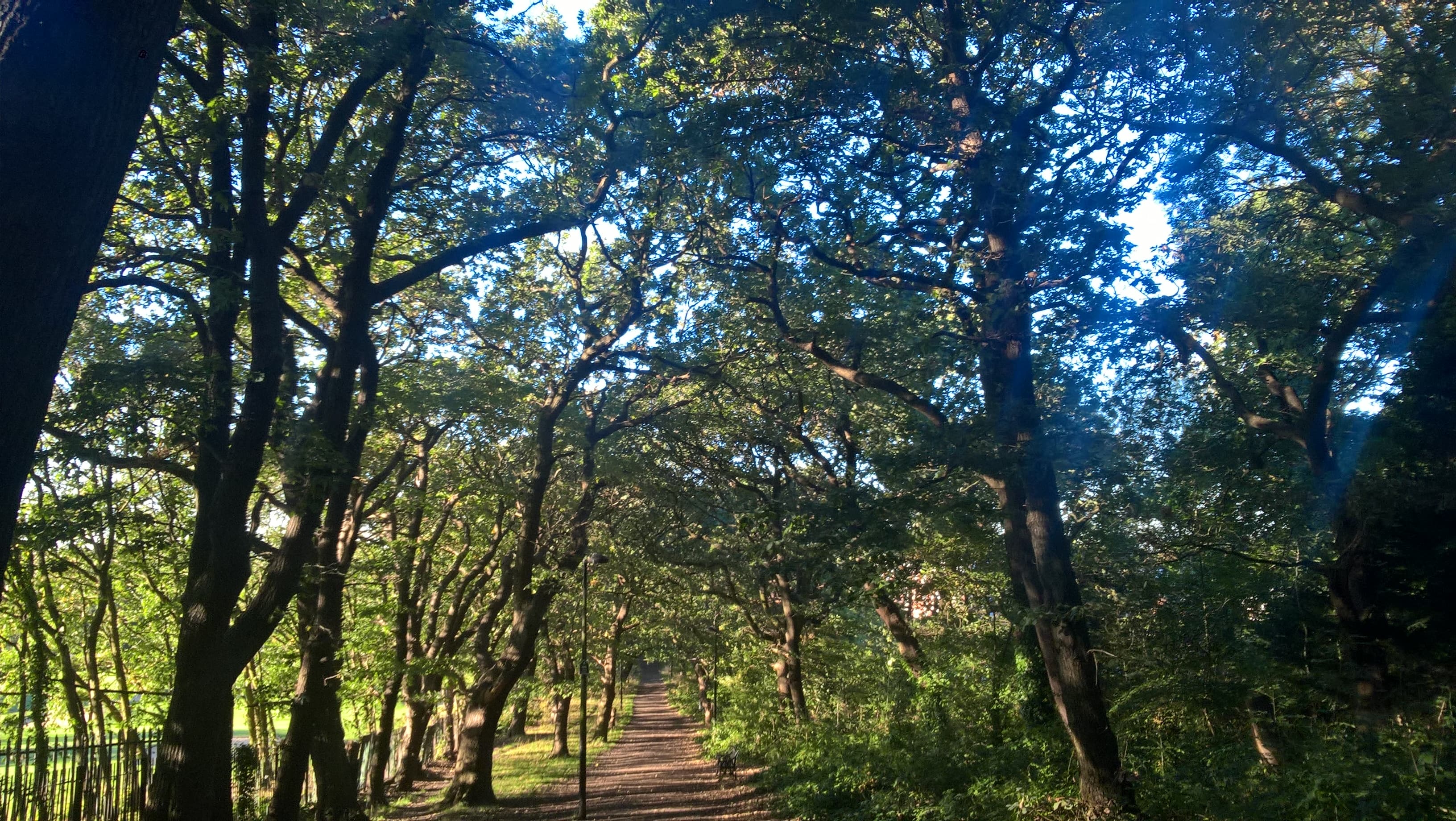 Sydenham Hill Wood - Image 2