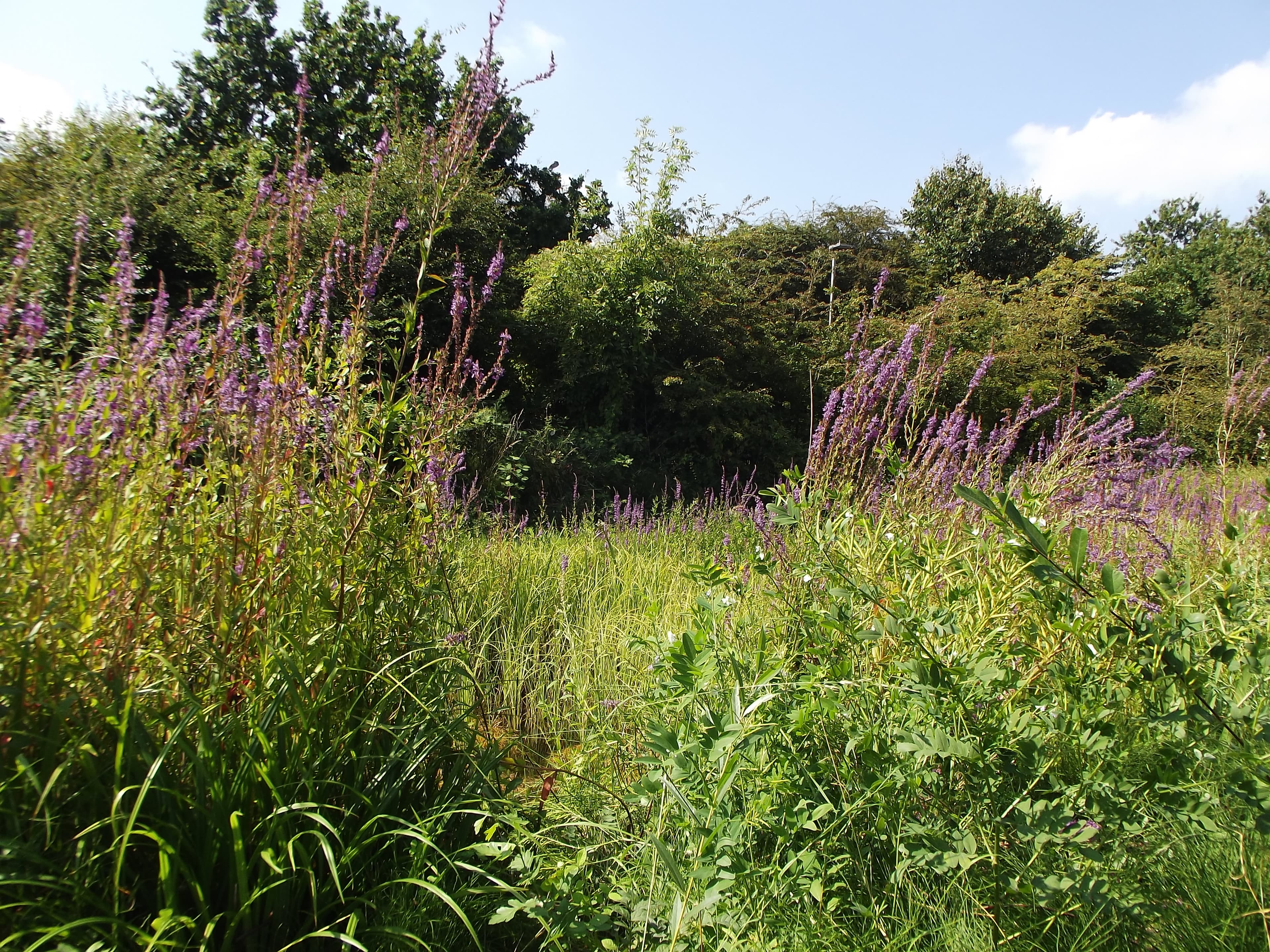 Sydenham Hill Wood - Image 3