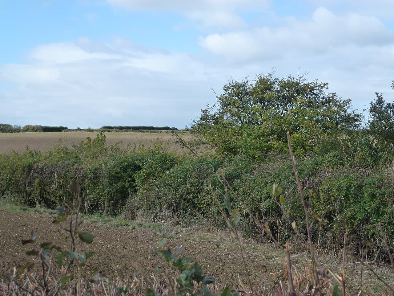 Archers Wood Nature Reserve - Image 2