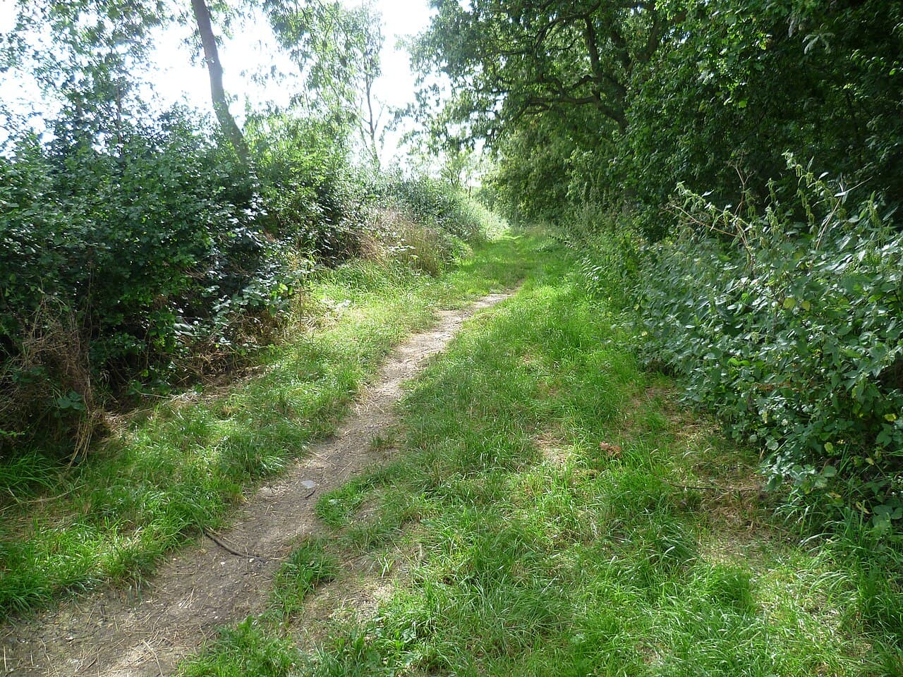 Archers Wood Nature Reserve - Image 3