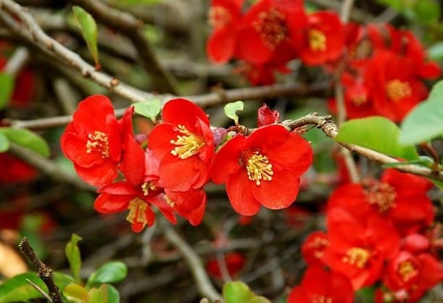 Botanic Gardens - Image 3