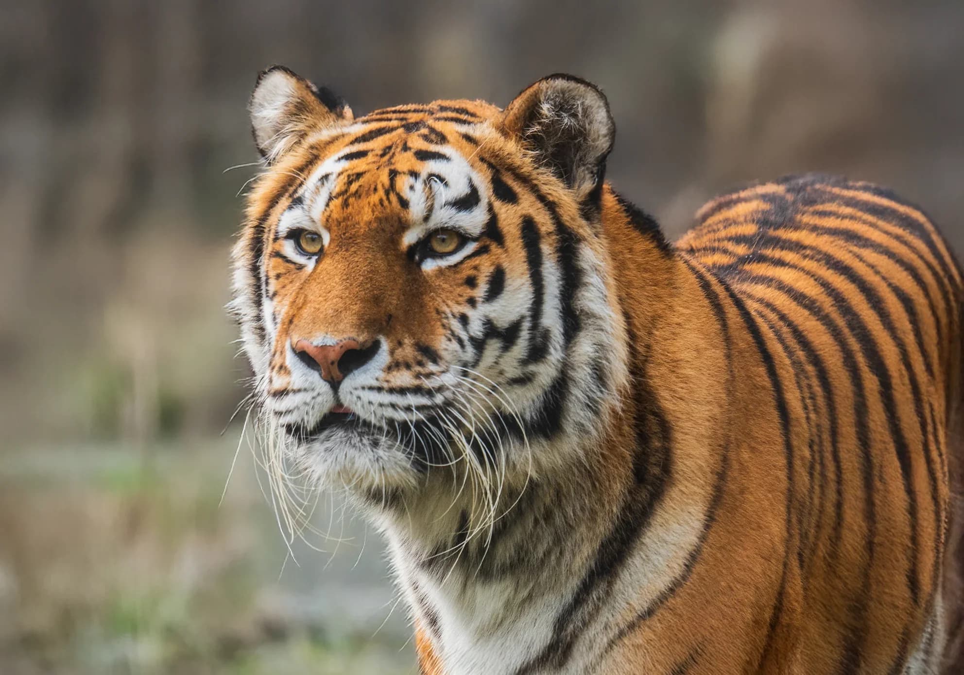 Banham Zoo - Image 1