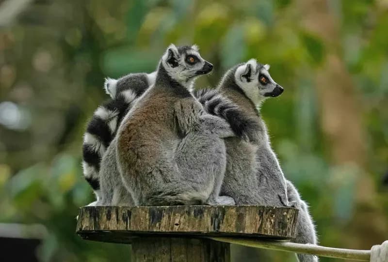 Banham Zoo - Image 2