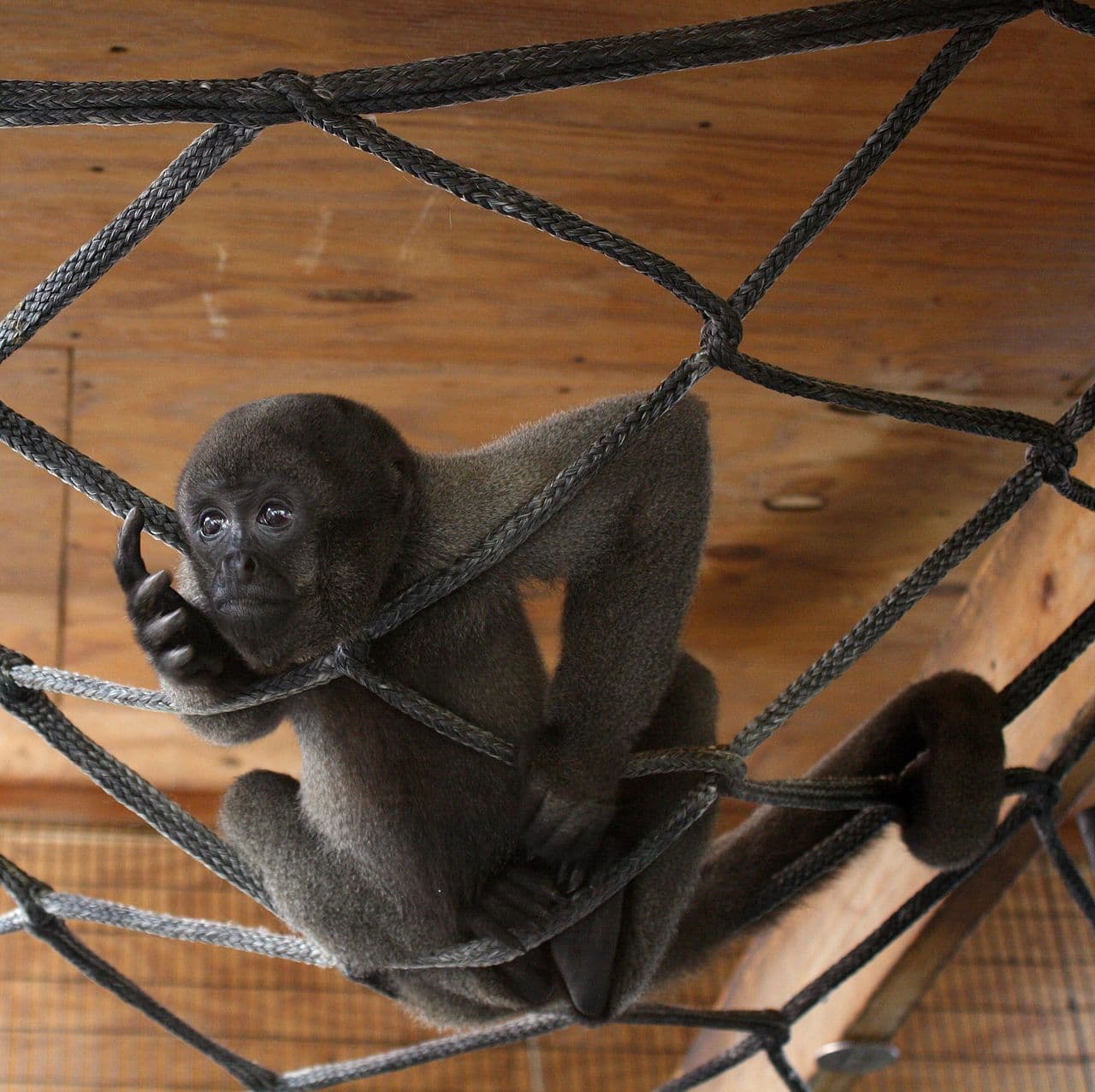 Monkey World - Image 1