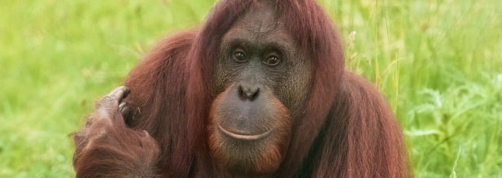Monkey World - Image 2