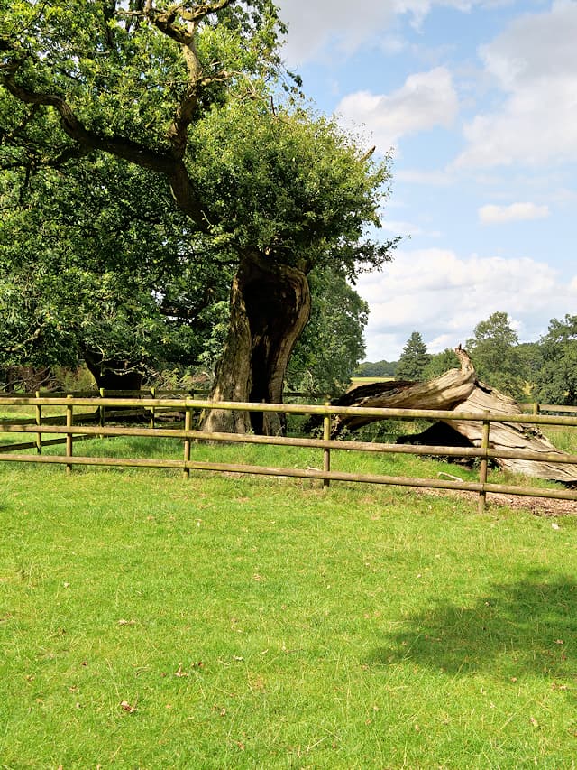 Tatton Park - Image 3