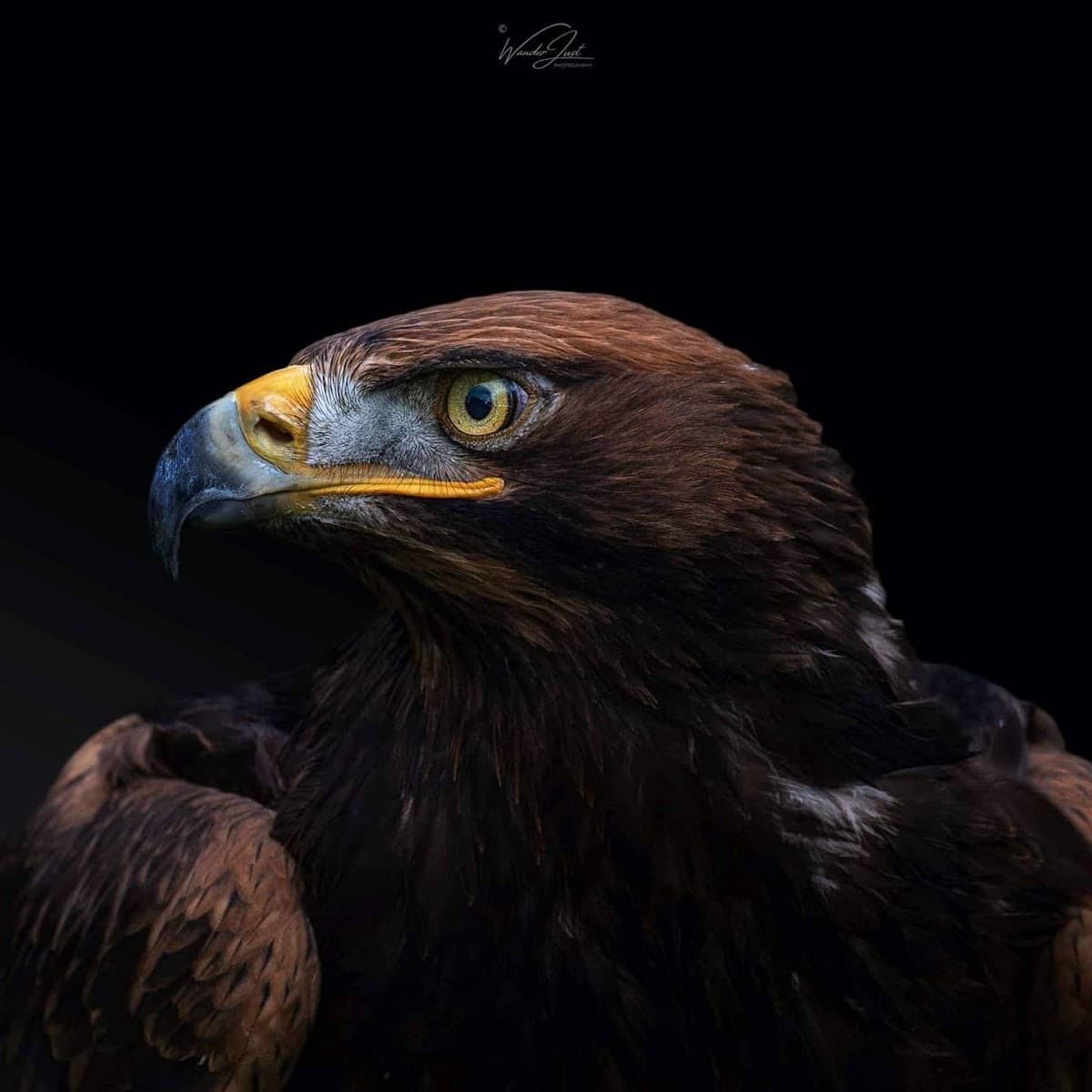 Sharandys Birds of Prey - Main view
